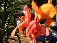 Canna bunt.webp