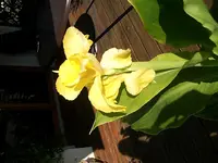 Canna gelb.webp