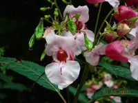 031007 001.webp
