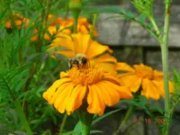 031007 012.webp