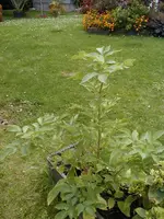 PA030011.webp