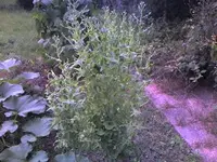 Salat.webp