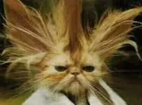 15203_87h4ipWHmNGiU.im.webp