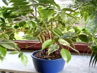 image001.webp