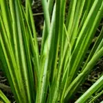 Carex m Streifen.webp