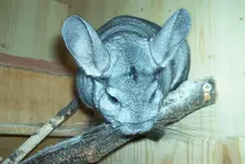 Bild 031.webp