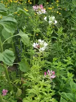 Spinnenblume.webp
