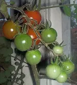 tomädchen.webp