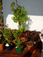 _paul_merce_chili_0024.webp