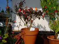 _paul_merce_chili_0025.webp
