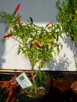_paul_merce_chili_0027.webp