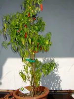 _paul_merce_chili_0028.webp
