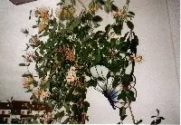 Geisblatt_200x138.webp