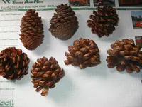image0.webp