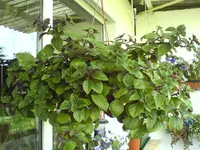 DSC00134.webp