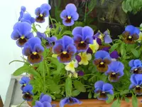 DSC00133.webp