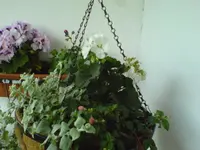 DSC00121.webp