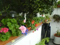 DSC00231.webp