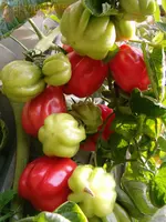 ©Garten 2007 011.webp