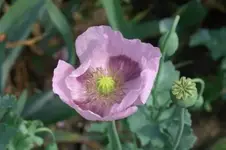 blauer scheinmohn.webp