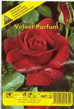 Rose Velvet-Parfume.webp