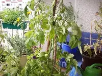Balkon_34_300x225 Tomaten usw.webp