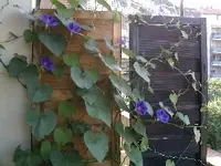 Trennwand_mit_blauer_Prunkwinde_300x225.webp