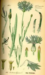 Kornblume01.webp