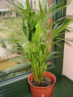 palme2.webp