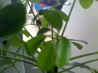 img009.webp