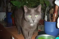 Luna.webp
