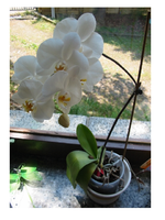 orchidee1.webp