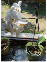 orchidee2.webp