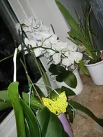Gelbst_1.webp