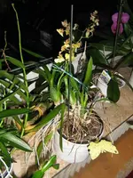 Gelbst_2.webp