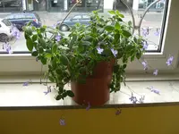 Pflanze in groß.webp