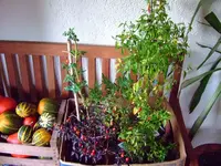 DSCF0008.webp