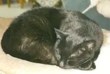 katze2.webp