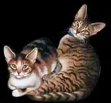 Arabische Katzen.webp