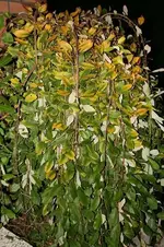 IMG_1951a.webp