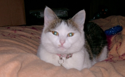 Lucy.webp