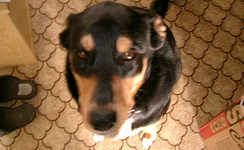 kia2.webp