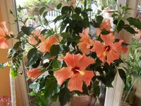 Bild 002.webp