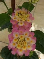Bild 005.webp