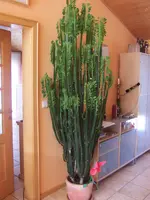 Bild 010.webp