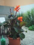 Canna un d Datura 001.jpg