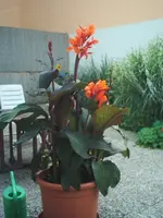 Canna un d Datura 001.webp