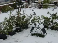 k-März 2007 027.webp