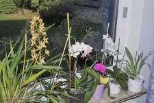 Orchidee_fenst1.webp