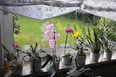 Orchidee_fenst2.webp